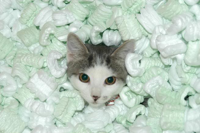Recycle Used Packing Peanuts - Not the Cat