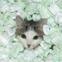 Recycle Used Packing Peanuts - Not the Cat